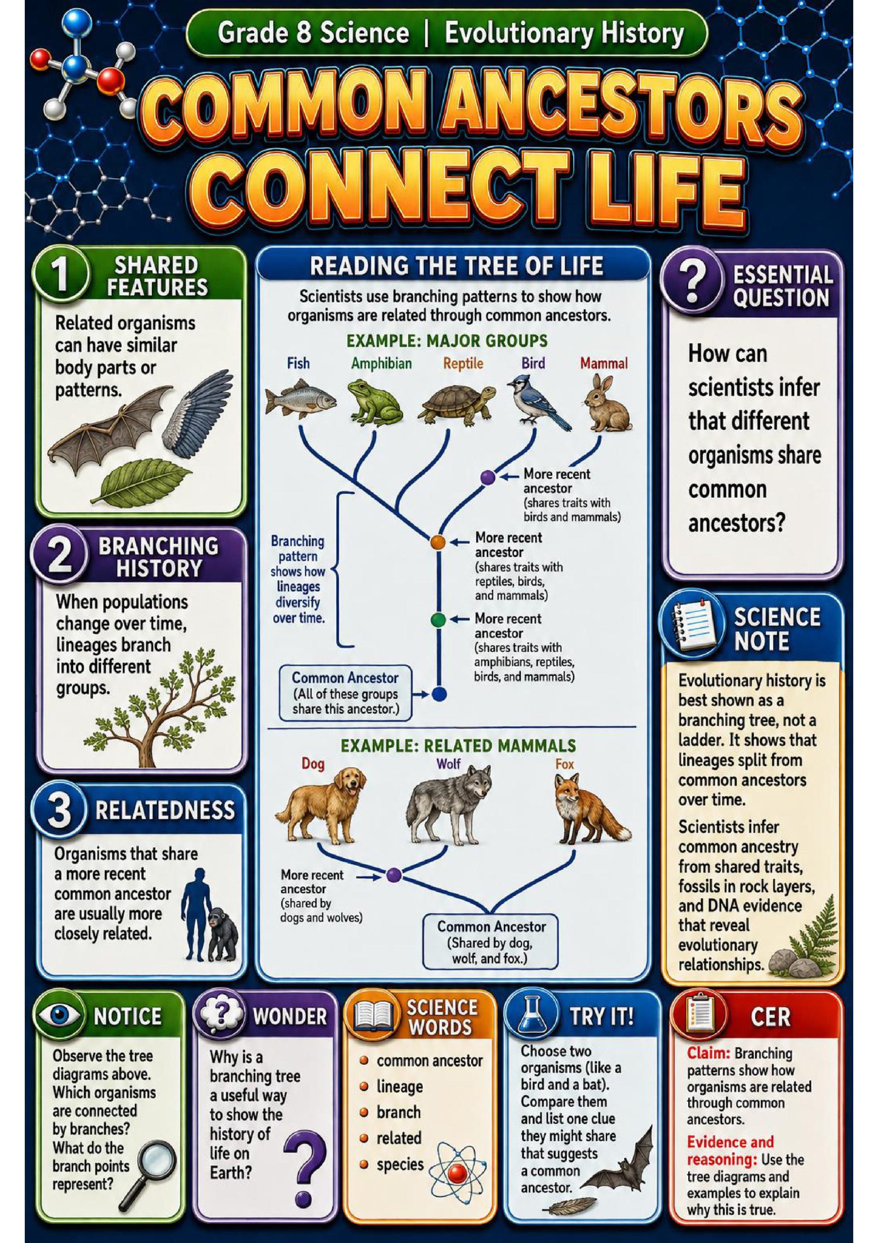 Evolutionary History Phenomena Poster Set