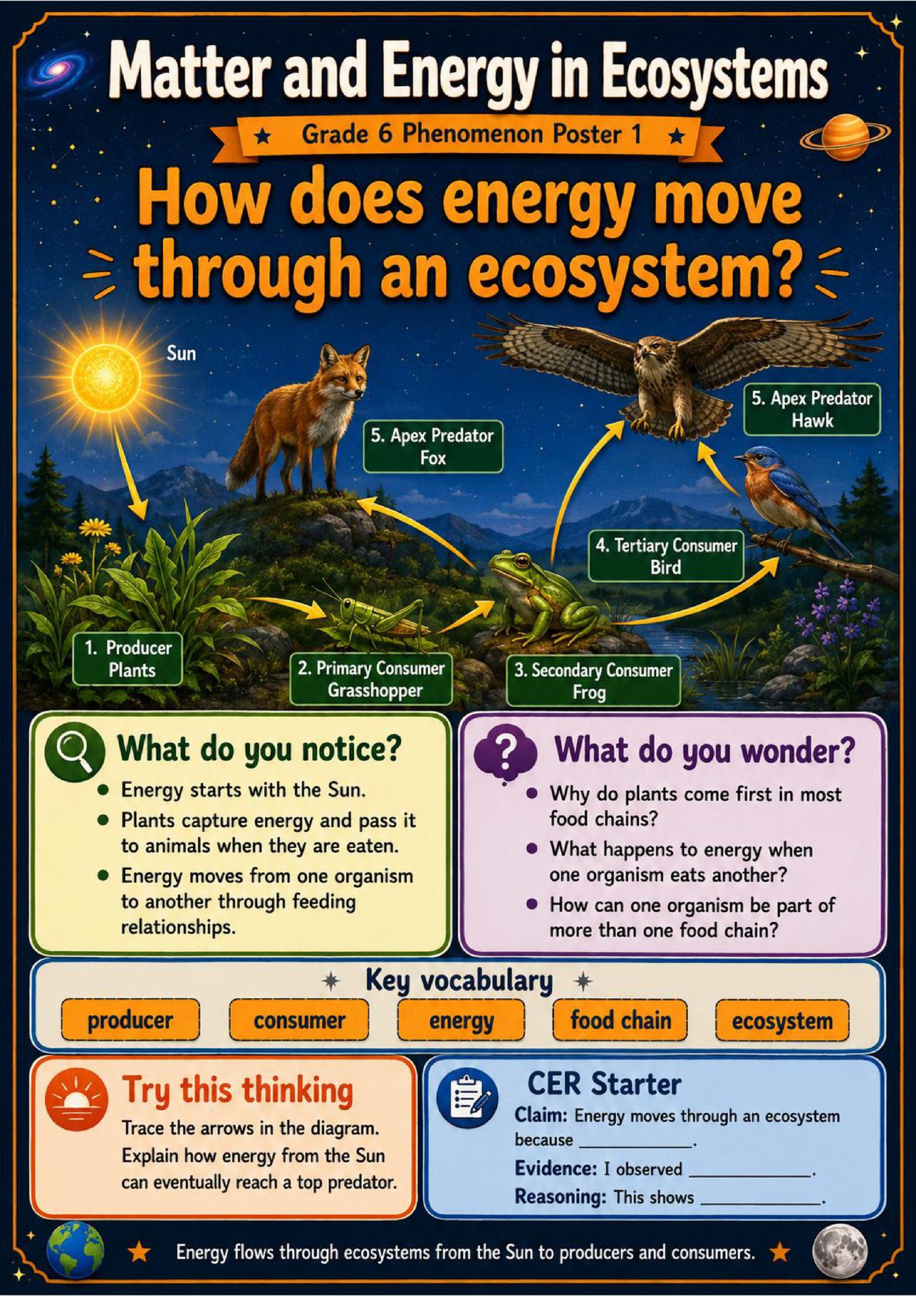 Matter and Energy in Ecosystems Phenomena Poster Set
