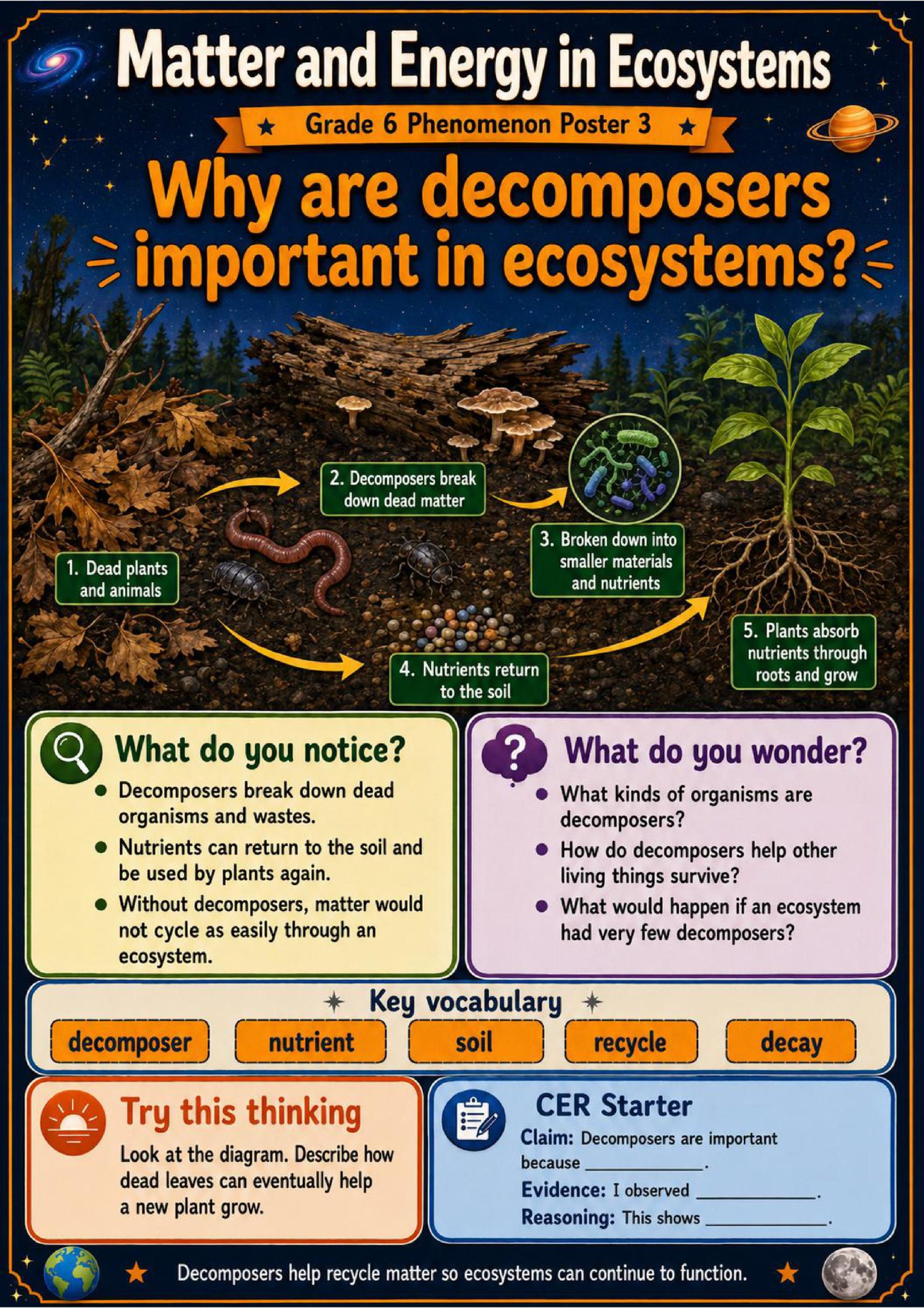 Matter and Energy in Ecosystems Phenomena Poster Set